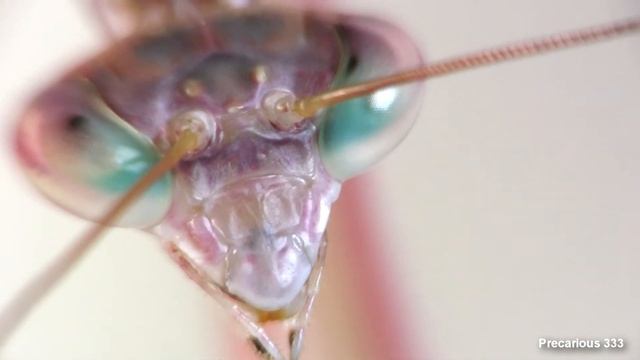 Pink Panther Mantis