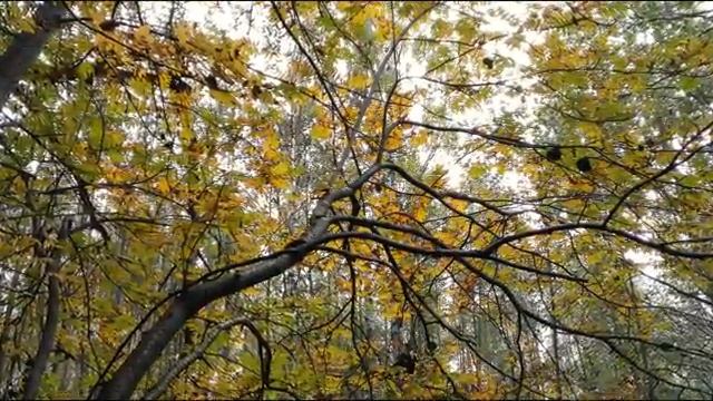 _Отговорила роща золотая_ сл.С. Есенин. Исп. Олег Погудин (360p)