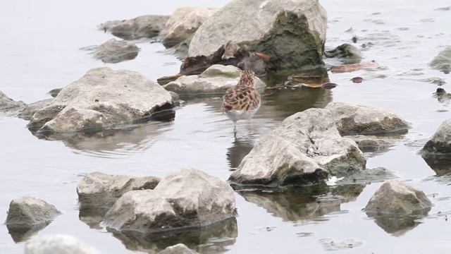 Long toed Stint "3E30826"