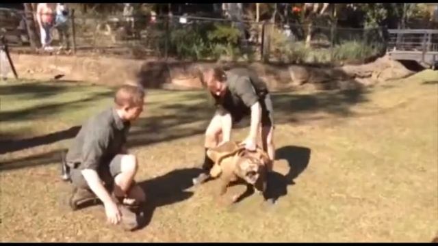 Health check on Leonardo the South American alligator snapping tortoise