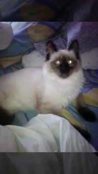Мой коте