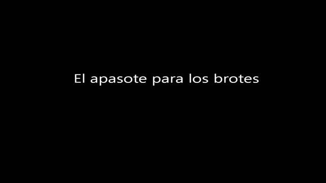 Celia Cruz - Yerberito Moderno Lyrics