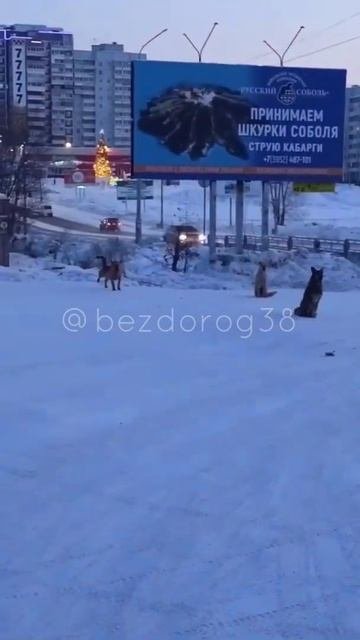 утром собаки, встречают автобус