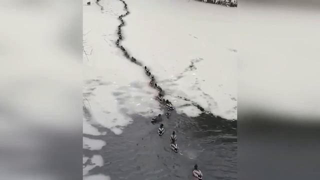 смешные животные