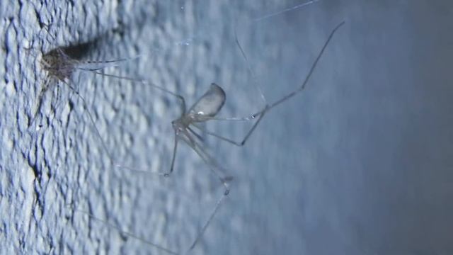 Pholcus phalangioloides Es. 01 No.02 - muro, notte - 05.07.10