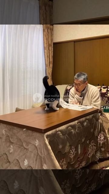 приколы и коты одно целое