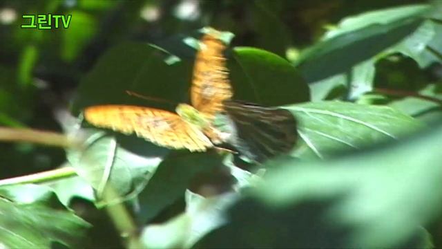 표범나비!! a leopard butterfly