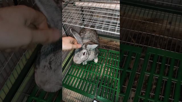 Можно ли кроликам капусту?