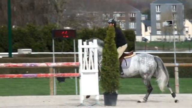 ♂ Quartz de Talma- jumping stallion  (SF) by Carthago