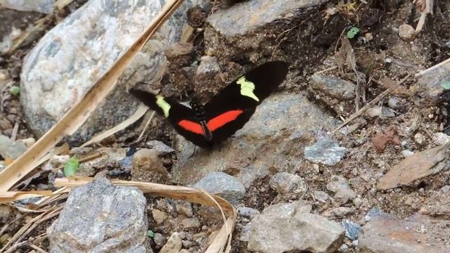 Mariposas de Venezuela - Mariposas de Barinas - Heliconius clysonymus