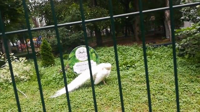 Переезд в Ростов на Дону, прогулка по парку