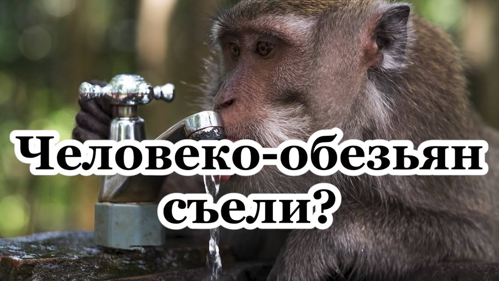 Переходные формы человеко-обезьян съели?