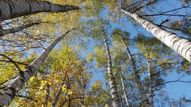 Autumn kroner of birches against the blue sky, turn of a camera