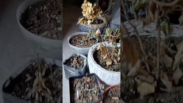 искусственная подсветка для рассады.