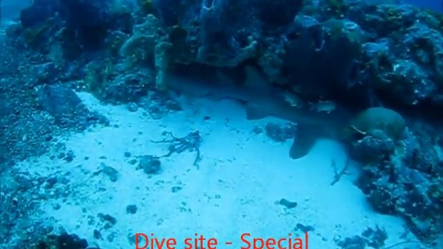 Nurse sharks around Speyside, Tobago, West Indies, November 2013