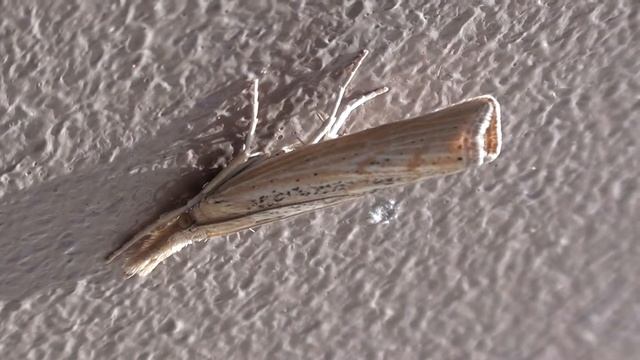 Crambid Snout Moth 2 (Crambidae) on Wall