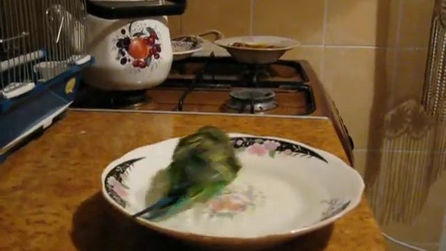 Купаться в тарелке,это не то что  в бассейне