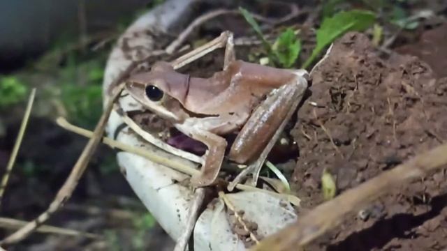 Chunam Tree Frog             (Polypedates maculatus)
