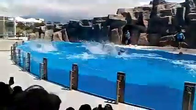 Giorgi Bundovani. Batumi - 2014, Delphinus...