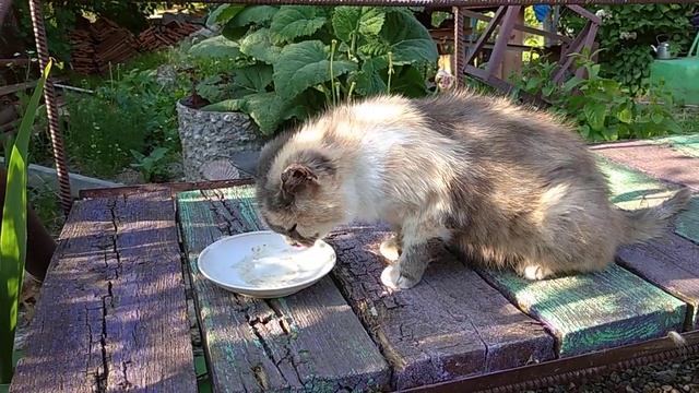 Для тех, кто соскучился по Ж-Опаньке. Есть такие?