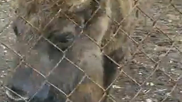 Видео716