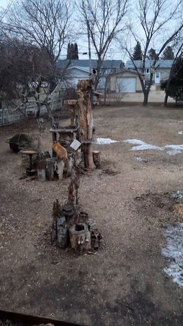 Fox hassled by crow, magpie, and bluejay