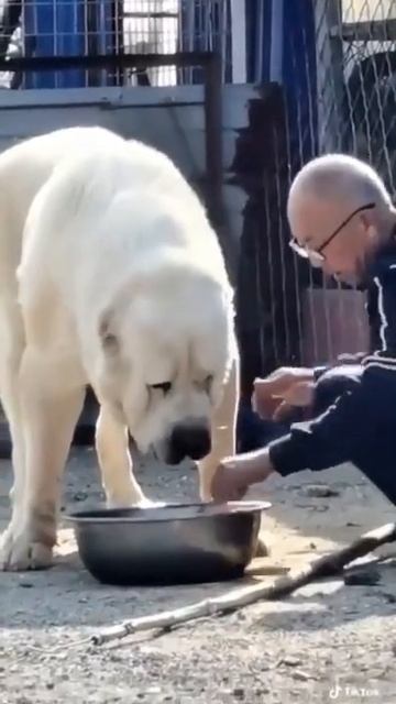 Big dog Omg😳😳😳