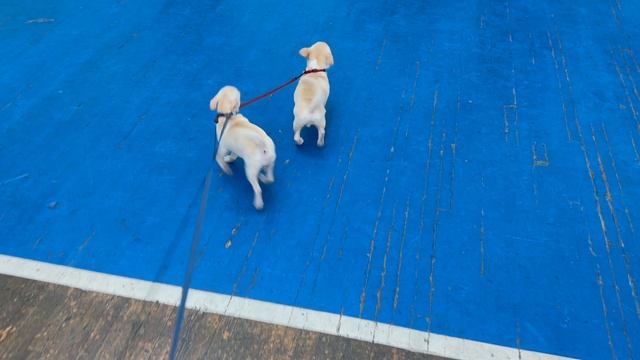 щенки чихуахуа проходят социализацию на выставке