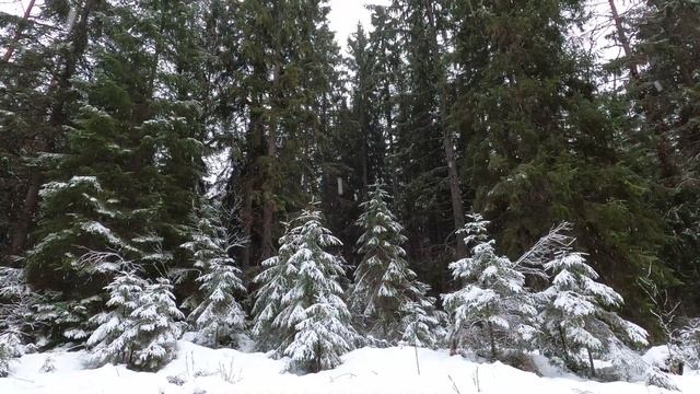 Шум тихого снегопада. Красивый вид леса. Видео для релаксации.