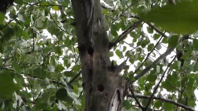 08.06.2016, Останкинский парк, дупло, Малый пестрый дятел