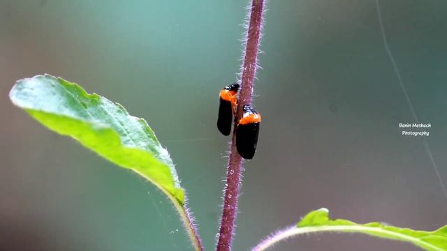 Spittlebug / froghopper - in love #spittlebug #froghopper