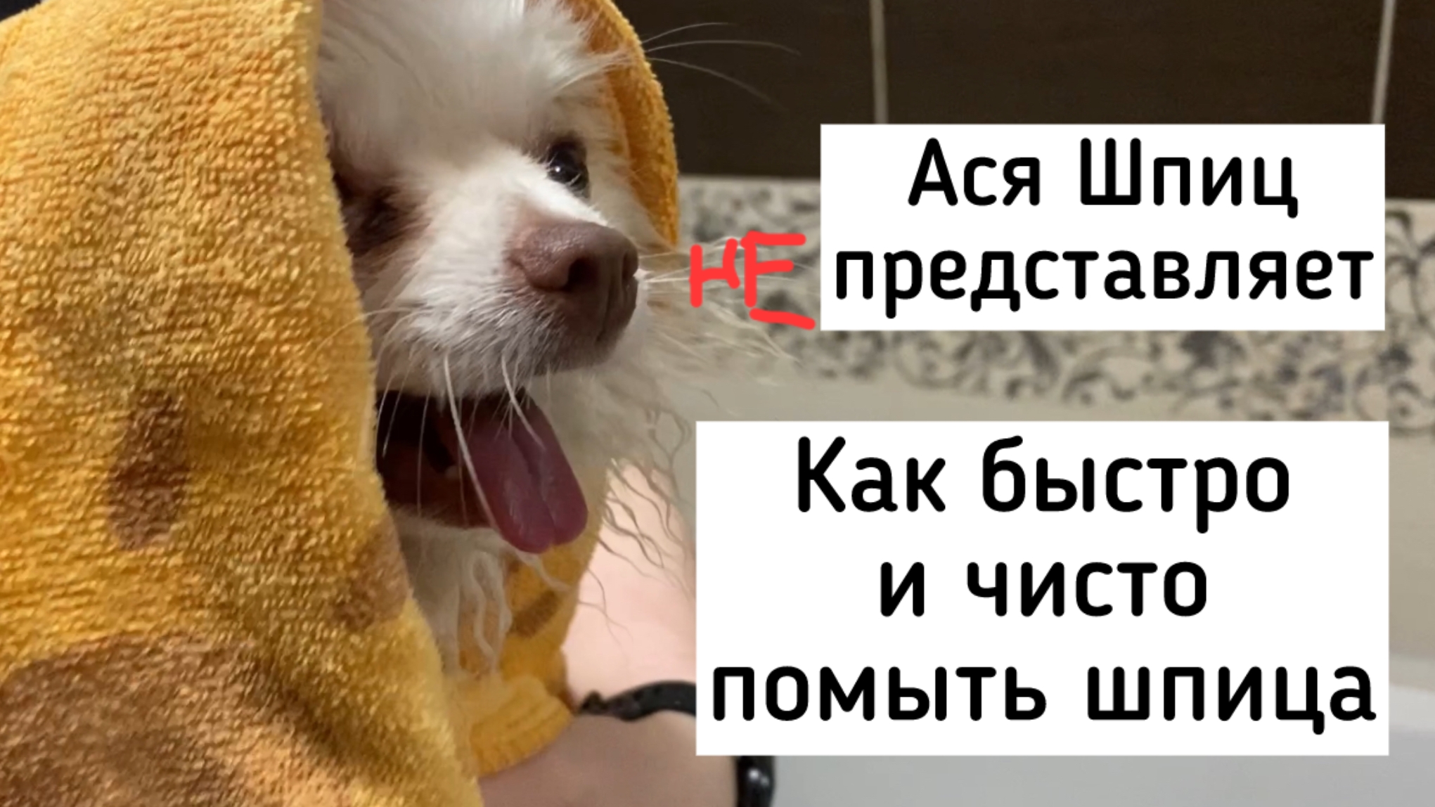 Уход за шерстью шпица. Как быстро и чисто помыть шпица в домашних условиях