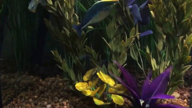Turquoise Rainbowfish Showing Out