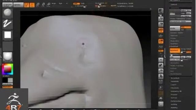 Zbrush 4R7   ANIMAL Sculpting  penguin