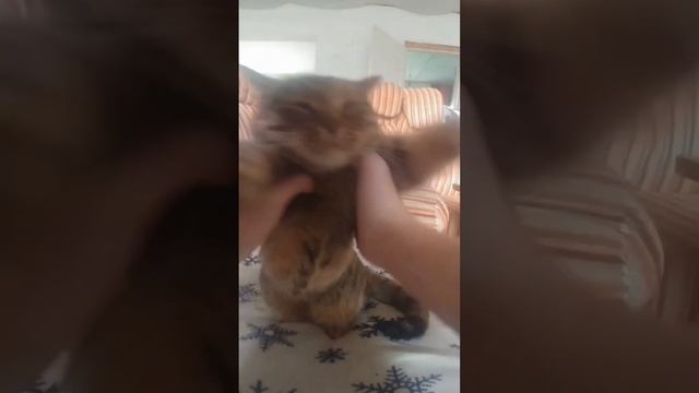 КОШКИ: Сборник всех серий