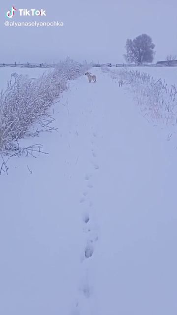 Говорили поедем в деревню, будет весело