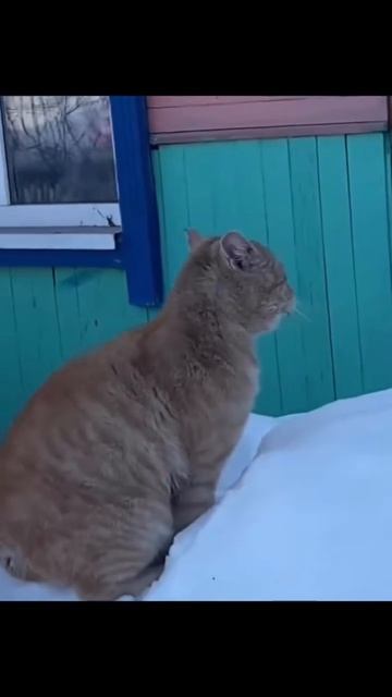 Котейко, голос!