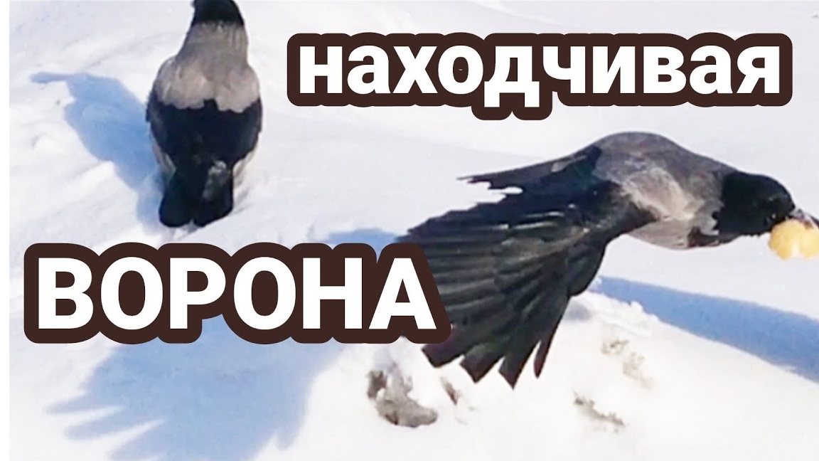 Вот такая ворона!