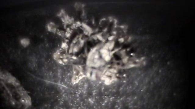 Corpse Camouflage in an Assassin Bug