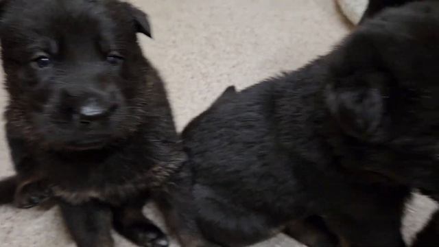 Freya x Rory litter 3plus weeks old