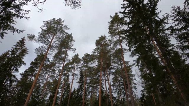 Сильный вечер. Танцующие сосны на ветру. Атмосферное видео. Лесные звуки.