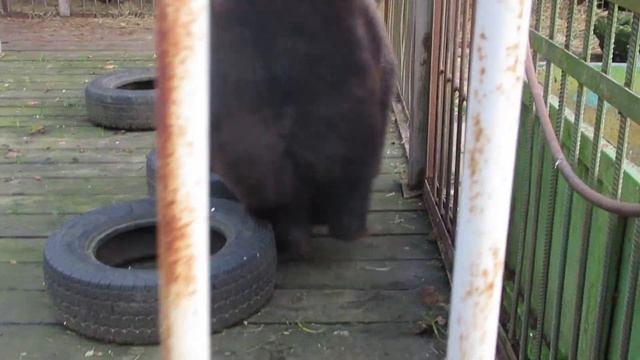 Тоня