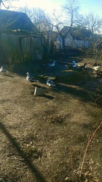 С Новым Годом от уточек #деревня #жизньвдеревне #село #жизньвселе #новыйгод #зима #утки #2023 #2024