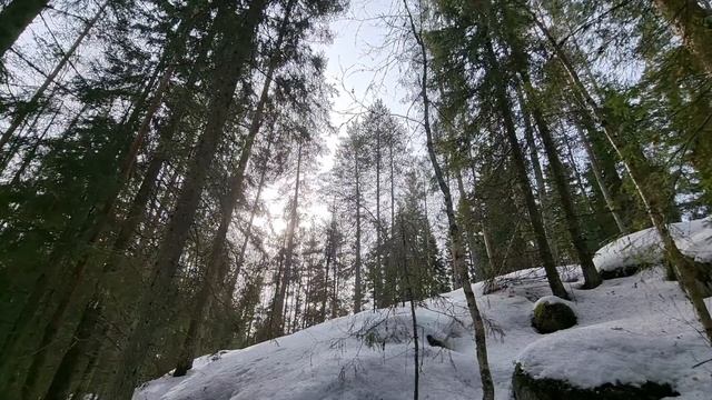 Чарующий сильный шум зимнего леса. Релакс на красотах России. Медитация.