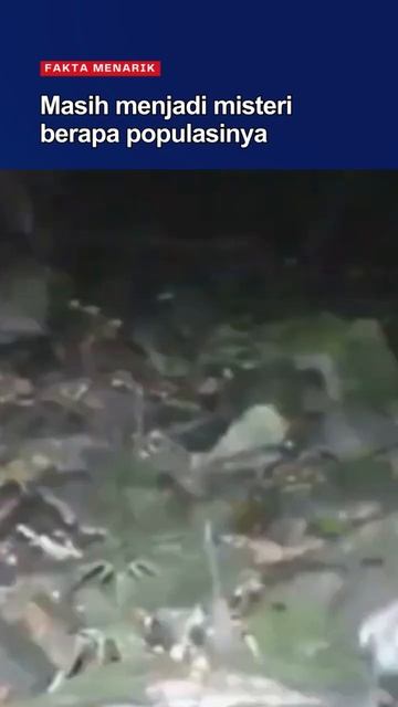 Kelinci Belang Asli Sumatra