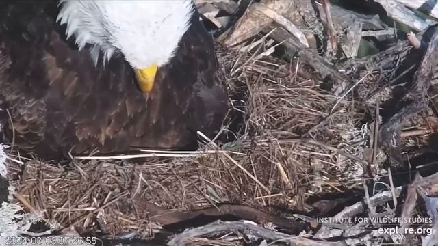 Pip For Thunder and Akecheta at the West End Bald Eagle Nest! 03.08.2024 (explore.org)