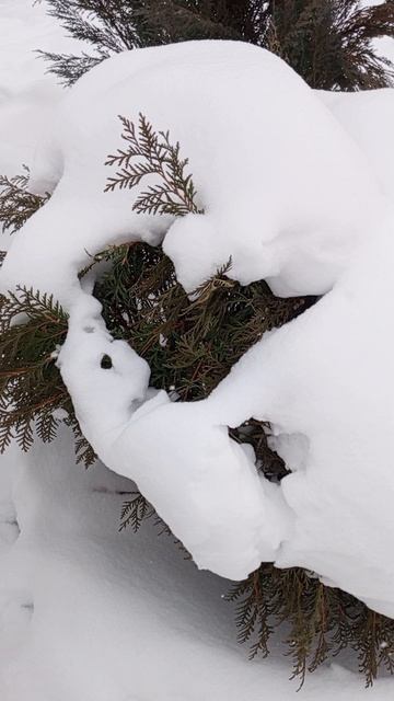 24.02.2025 #сегоднятак #сегодня #природа #nature #oggicosì #бүгін #oggi #hoy #今日 #today #오늘 #자연 #自然