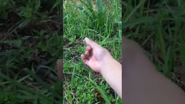 How to catch a Dragon fly 101