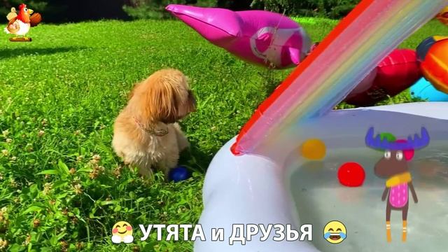 Утята с друзьями – мир нежных эмоций 🤗 эпизод (12)