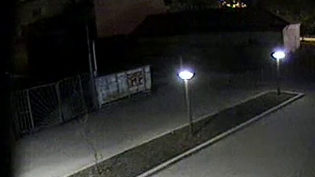 Медведь бегает по городу.
